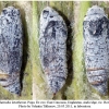 carch lavatherae pupa2